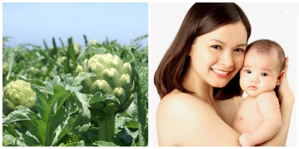 me-bau-nen-uong-tra-atiso-luu-y-danh-cho-me-bau-khi-uong-tra-astiso1