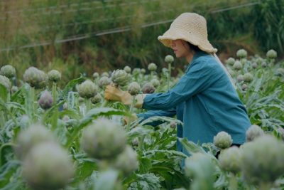 TOP 5 vườn atiso Đà Lạt nhất định bạn phải đến khi đi du lịch