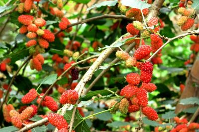 Hướng dẫn cách trồng cây dâu tằm tại nhà chi tiết nhất