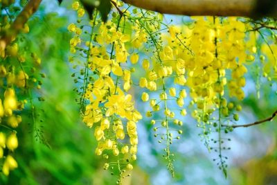 Muồng hoàng yến, vàng sắc nắng hè