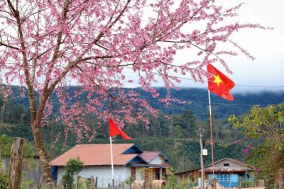 Về Lán Tranh ngắm mai anh đào Đà Lạt