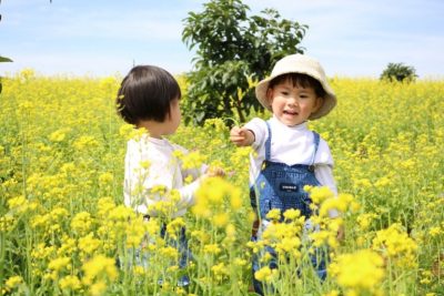 Mùa hoa cải vàng Đà Lạt rực rỡ sắc màu