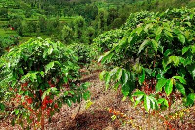 Nông nghiệp Di Linh 2022: Thích ứng để phát triển