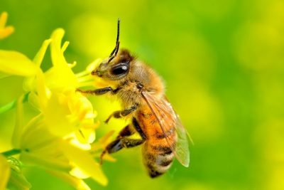 Mách bạn 4 cách nhận biết sữa ong chúa thật!