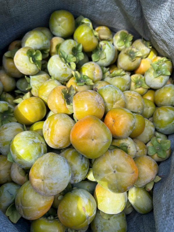 Hồng giòn Chín Nên - Hình ảnh 2