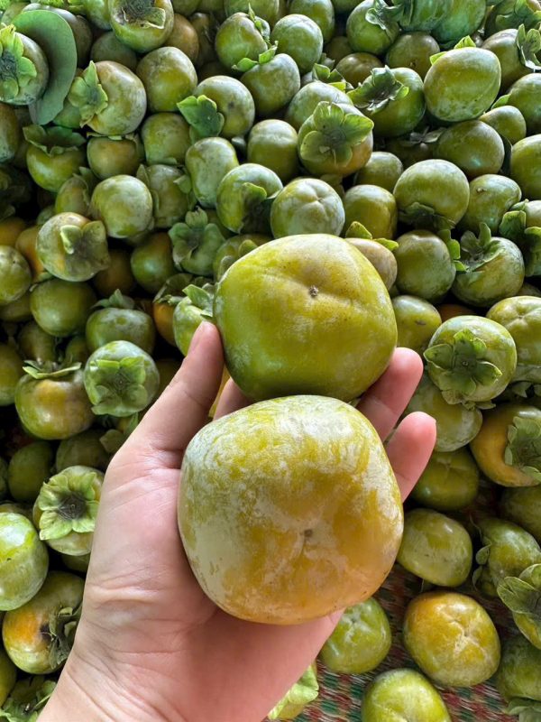 Hồng giòn Chín Nên - Hình ảnh 6
