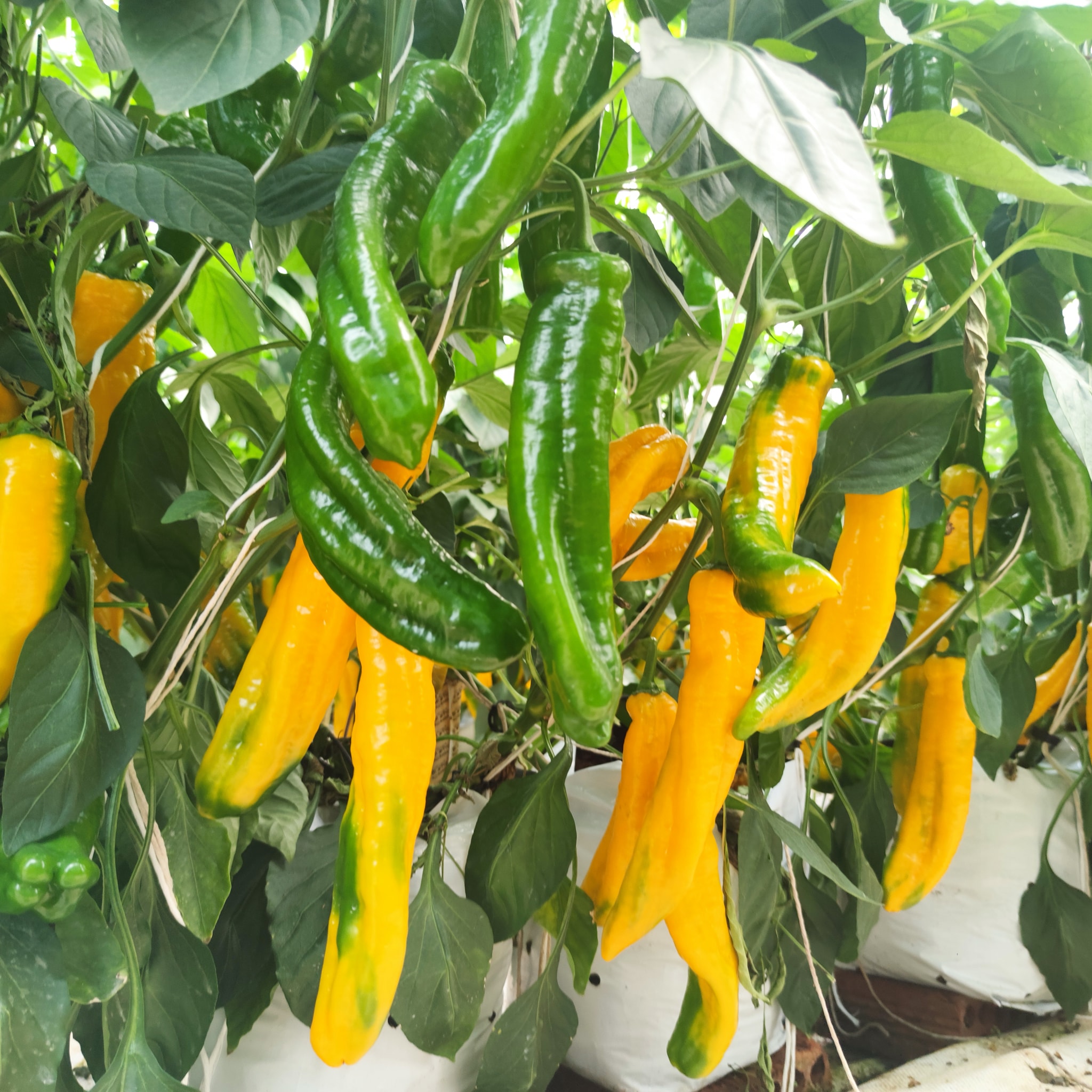 Mua ớt Palermo sạch, uy tín từ nhà vườn ở Đà Lạt