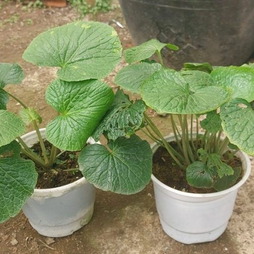 Cây giống Wasabi