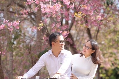 Mai anh đào Đà Lạt khoe sắc thắm đầu năm