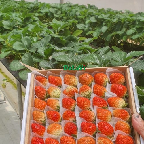 Dâu tây giống Hàn Quốc