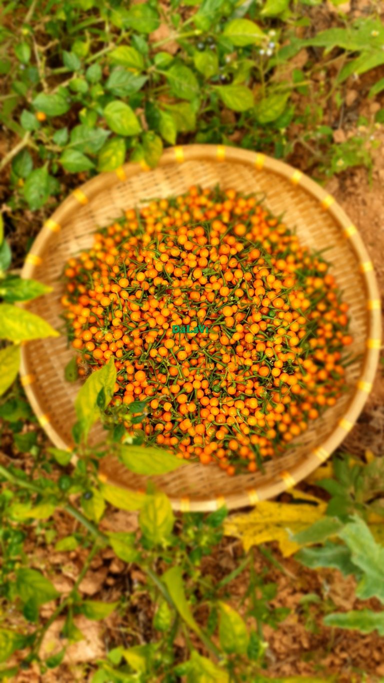 Ớt Aji Charapita (ớt Peru)