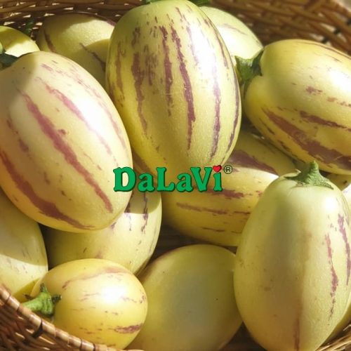 Dưa Pepino vàng