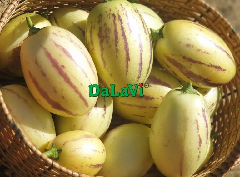 Dưa Pepino vàng