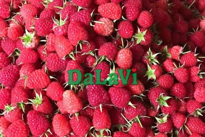 Mua sỉ phúc bồn tử tại ASOFARM với đa dạng sự lựa chọn