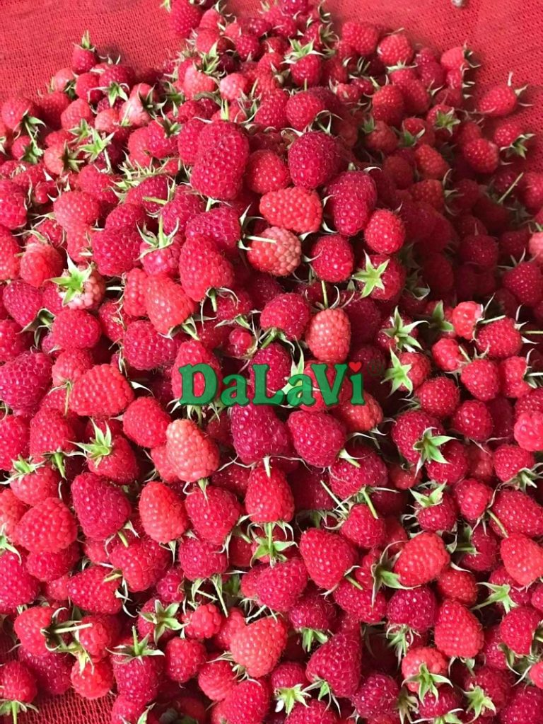 Phúc bồn tử đỏ