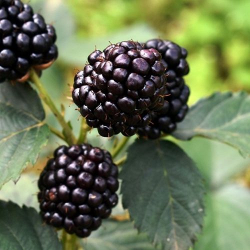 Phúc bồn tử đen