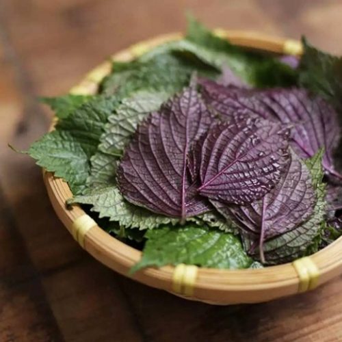 Lá tía tô Việt Nam