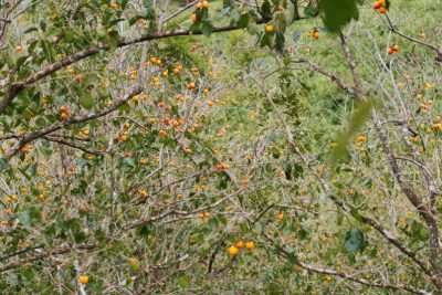 Lên kế hoạch đón mùa hồng Đà Lạt