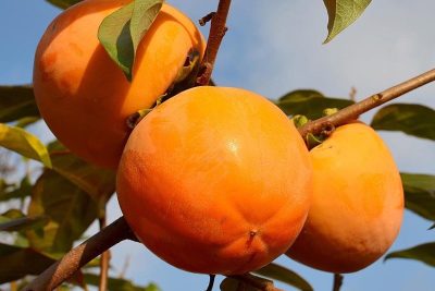 Cách lựa chọn trái hồng tươi ngon nhất