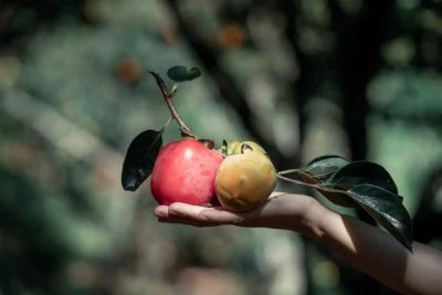 Vườn hồng Đà Lạt địa điểm “săn” những bức ảnh triệu view