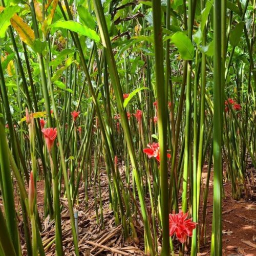 Cây giống sen Đa Lộc