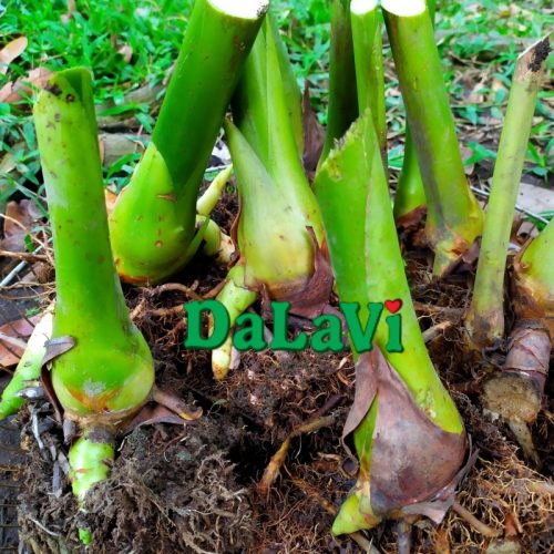 Củ giống sen Đa Lộc