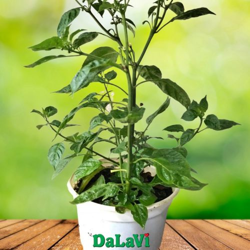 Cây giống Ớt Peru