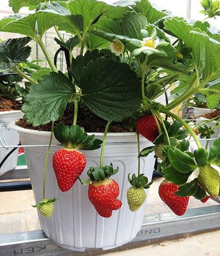 Chậu dâu tây Đà Lạt