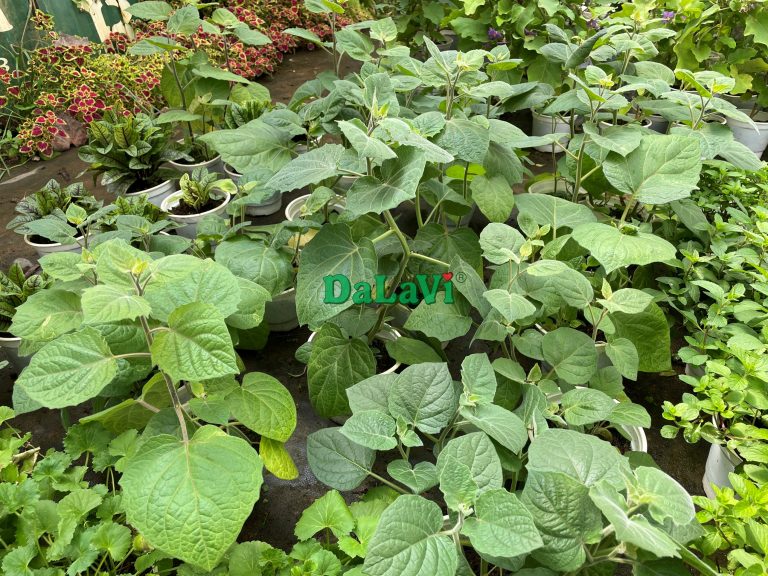 Cây giống tầm bóp Nam Mỹ