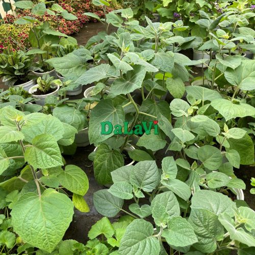 Cây giống tầm bóp Nam Mỹ