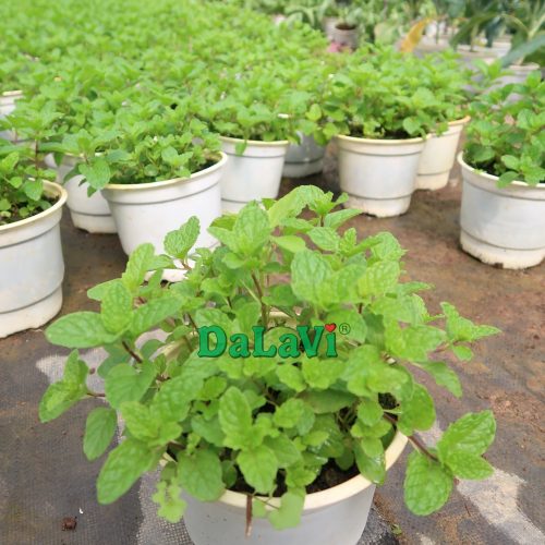 Cây giống Bạc Hà