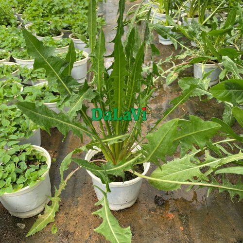 Cây giống Bồ Công Anh