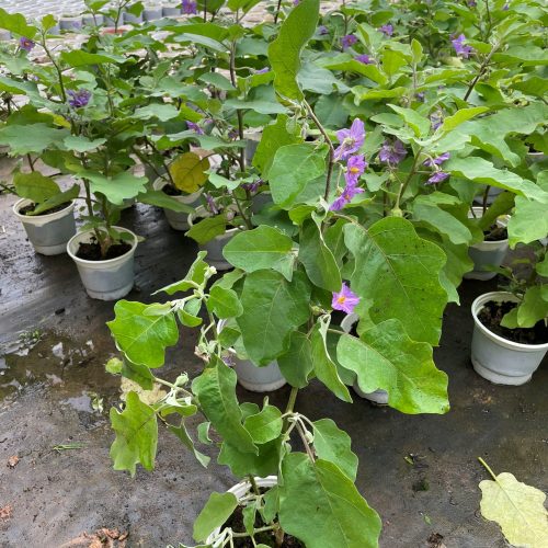 Cây giống Cà Pháo tím