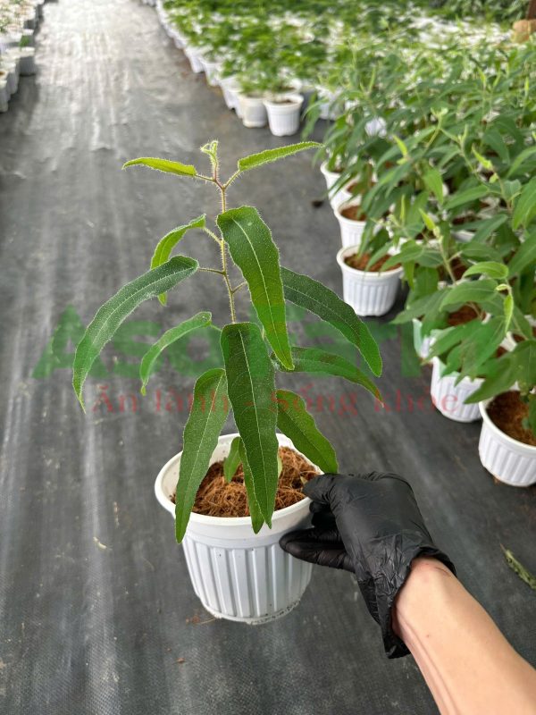Cây giống Bạch Đàn Chanh - Hình ảnh 3