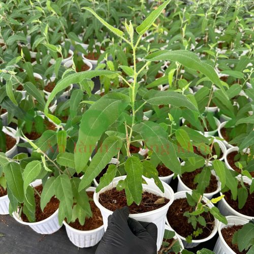 Cây giống Bạch Đàn Chanh