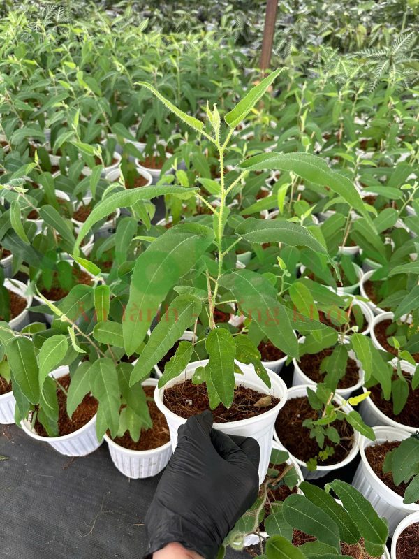 Cây giống Bạch Đàn Chanh