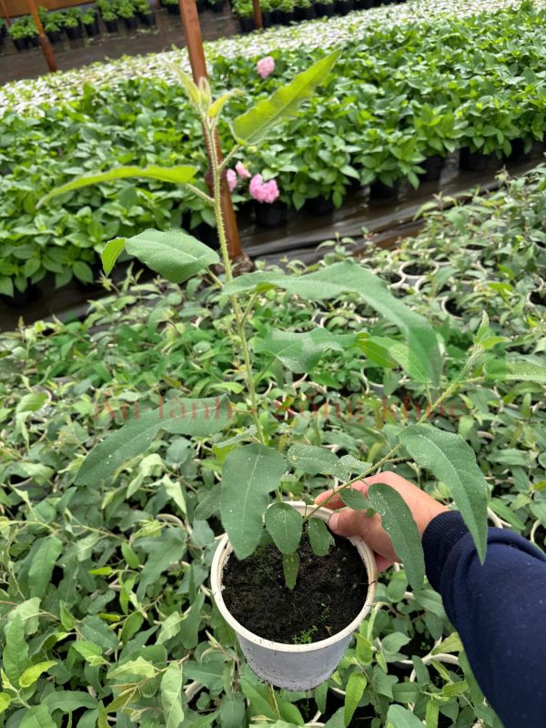 Cây giống Bạch Đàn Chanh - Hình ảnh 2