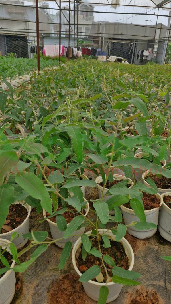 Cây giống Bạch Đàn Chanh - Hình ảnh 5