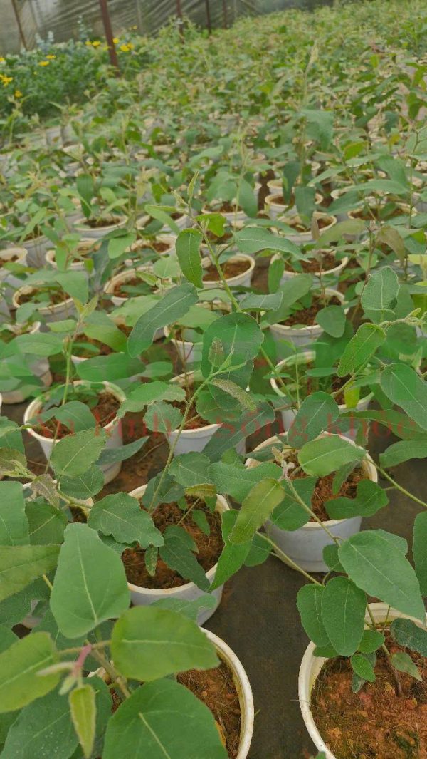 Cây giống Bạch Đàn Chanh - Hình ảnh 4