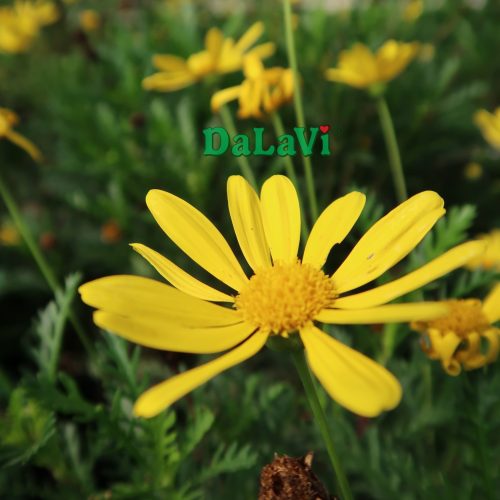 Chậu cúc hoa vàng