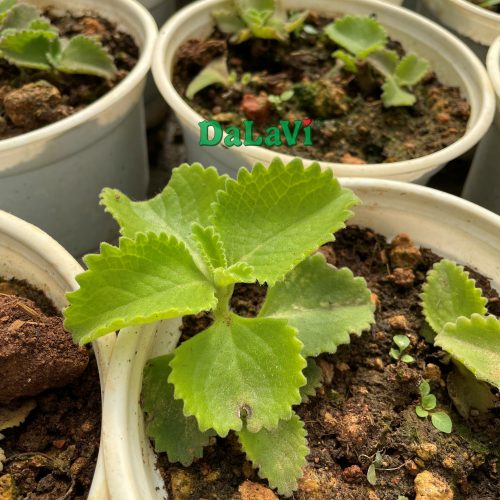 Cây giống rau húng chanh