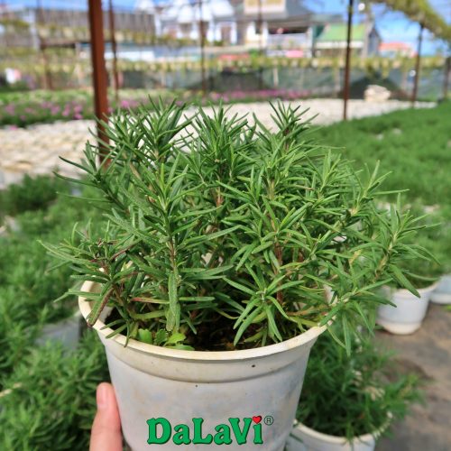 Chậu hương thảo