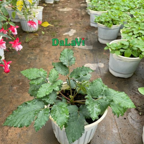 Cây giống phúc bồn tử đen