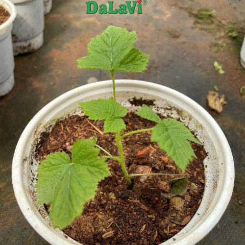 Cây giống phúc bồn tử đỏ