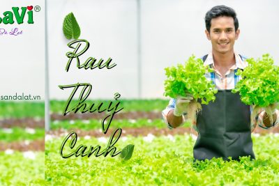 Mua rau thủy canh Đà Lạt tại ASO FARM, rau sạch từ vườn
