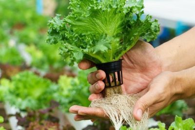 Cách bảo quản rau thủy canh tươi lâu, an toàn từ ASO FARM