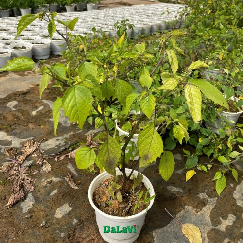 Cây giống tầm bóp Thái Lan