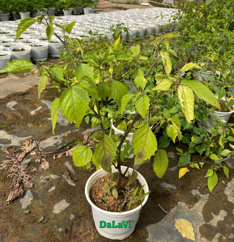 Cây giống tầm bóp Thái Lan