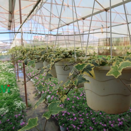 Chậu dây thường xuân