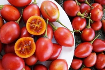 Thưởng thức hương vị đặc biệt của cà chua thân gỗ